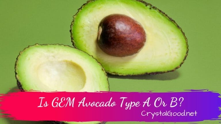 Is GEM Avocado Type A Or B