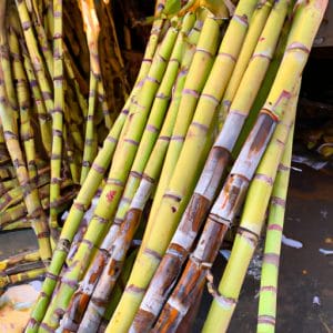 Where To Buy Sugar Cane Stalks?